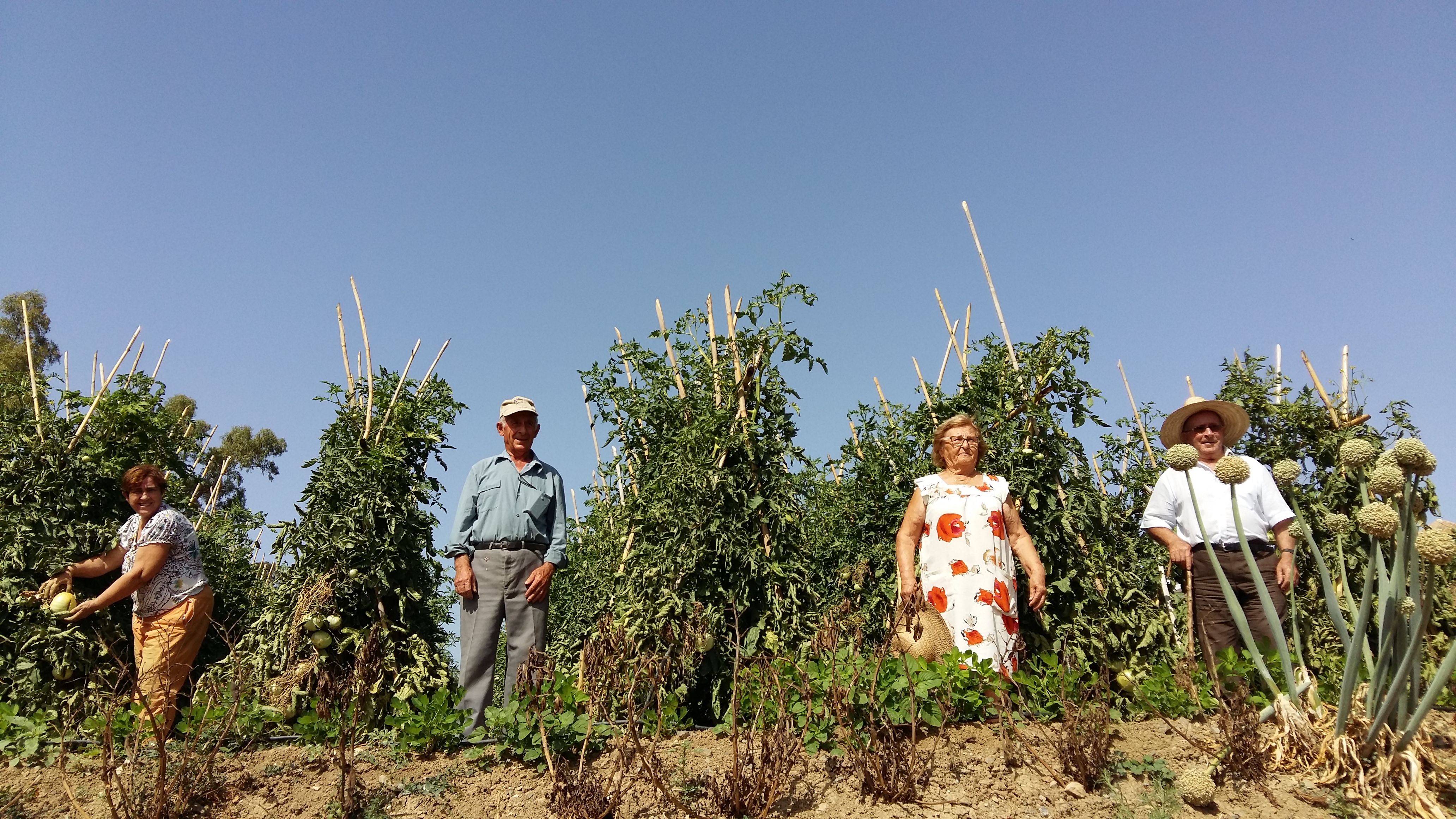 Comienza la temporada del Tomate Huevo de Toro cultivado al aire Libre en el Valle del Guadalhorce